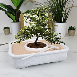 Bonsai-Kit zum pflanzen