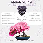 Cercis chinensis