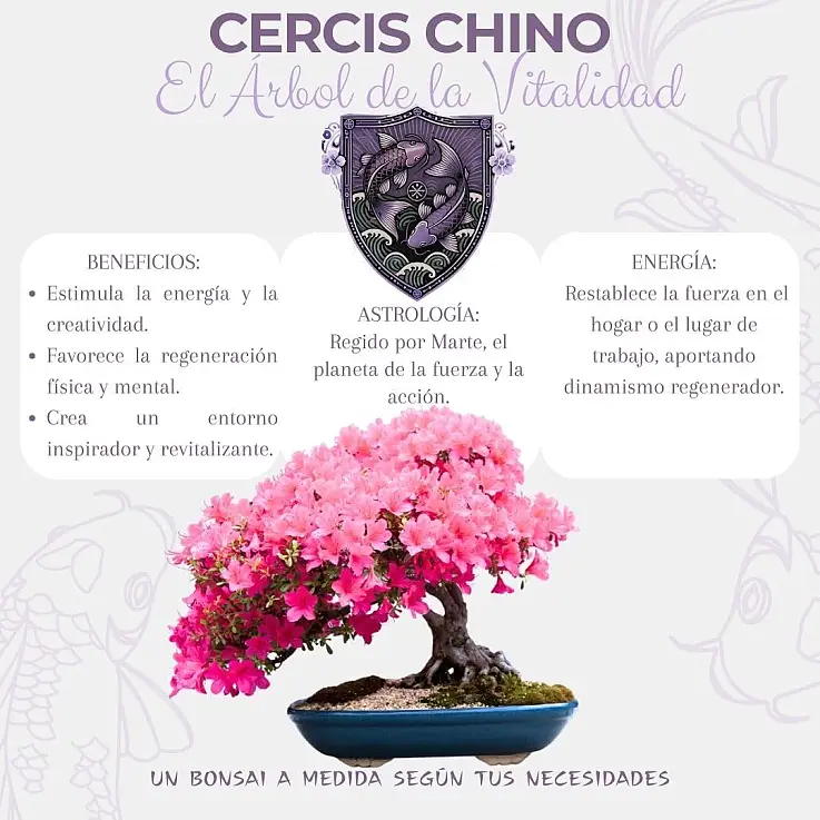 Cercis chinensis